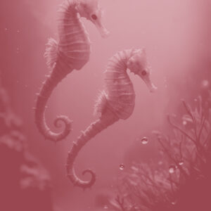 Sonidos del Mar Menor